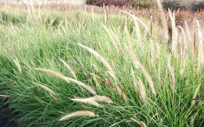 pennisetum advena "sky rocket"